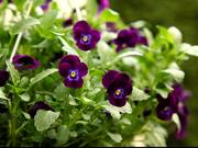 Violet Pansy
