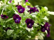 Violet Pansy