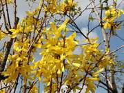 Forsythia