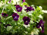 Violet Pansy