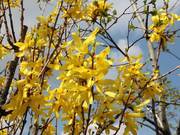 Forsythia