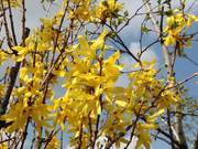 Forsythia