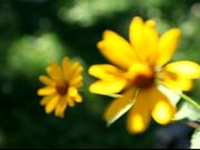 Yellow Flowers