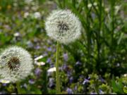 Dandelion