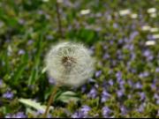 Dandelion