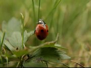 Ladybug, Ladybird