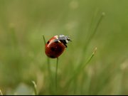 Ladybug, Ladybird