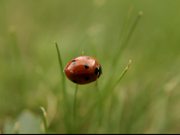 Ladybug, Ladybird