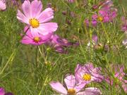 Cosmea Flower