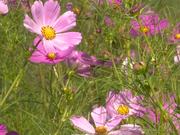 Cosmea Flower