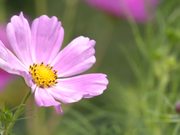 Cosmea Flower