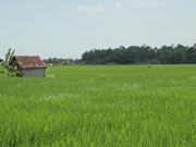 Bali - Rice Field