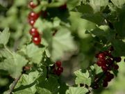 Some Gardening/Flower Stuff