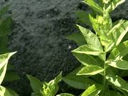 Some Gardening/Flower Stuff