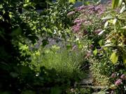 Some Gardening/Flower Stuff