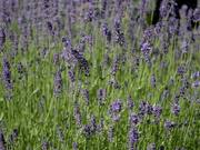 Some Gardening/Flower Stuff