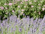 Some Gardening/Flower Stuff