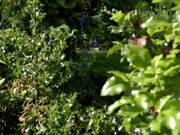 Some Gardening/Flower Stuff