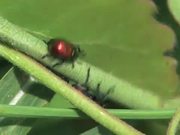 Weevils Mating in Macro