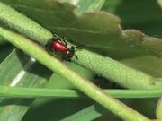 Weevils Mating in Macro