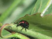 Weevils Mating in Macro