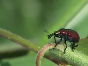 Weevils Mating in Macro