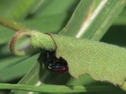 Weevils Mating in Macro