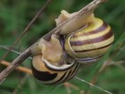 Grove Snails Mating in Macro