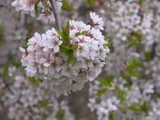 Japanese Cherry Bloom