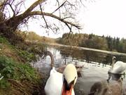 Feeding Swans
