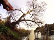 Feeding Swans