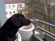 Dog Imitates Siren