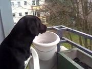 Dog Imitates Siren
