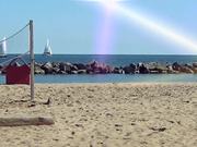 Intelligent Life & Animals