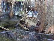 Alligator Bayou Feeding Time