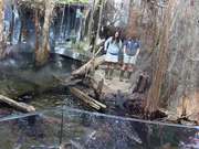 Alligator Bayou Feeding Time
