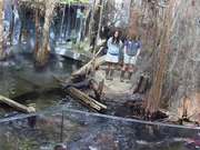 Alligator Bayou Feeding Time