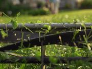 Lawn Mowing in Macro