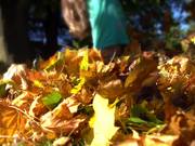 Pile of Leaves