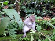Ubud Monkey Forest