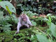 Ubud Monkey Forest
