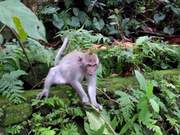 Ubud Monkey Forest