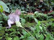 Ubud Monkey Forest