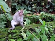 Ubud Monkey Forest