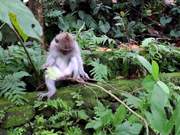 Ubud Monkey Forest