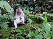 Ubud Monkey Forest