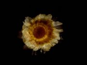 Early Experiments - Cudweed