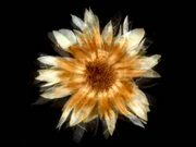 Early Experiments - Cudweed