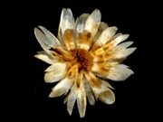 Early Experiments - Cudweed