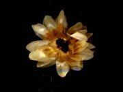 Early Experiments - Cudweed